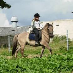 Anden særlig race Bailey - kidnappet  ;D