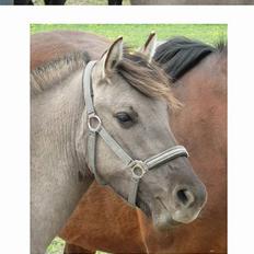 Anden særlig race Bailey - kidnappet  ;D