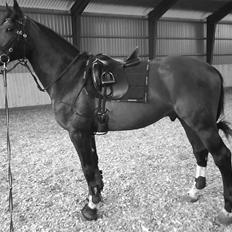 Hannoveraner Zacharias Star *solgt*