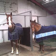 Welsh Partbred (Sec F) Siem´s Patricia
