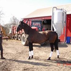 Anden særlig race Mibell (solgt)