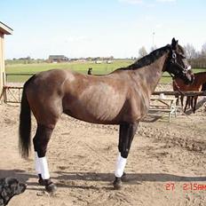 Anden særlig race Mibell (solgt)