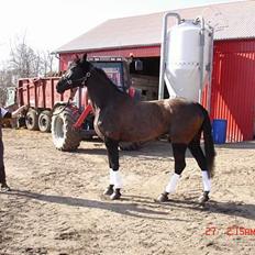 Anden særlig race Mibell (solgt)