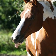 Hollandsk Sportspony Jangalene/ Freja  * R.I.P*