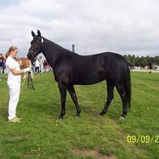 Oldenborg E-line Af Hvarre *R.I.P*