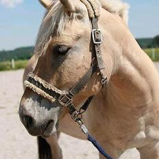 Fjordhest Valsølilles Emil