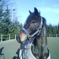 Connemara Nørlunds Falcon <33 ©®