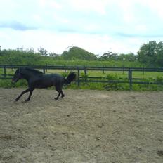Connemara Nørlunds Falcon <33 ©®