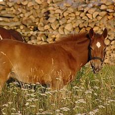 Anden særlig race Karim
