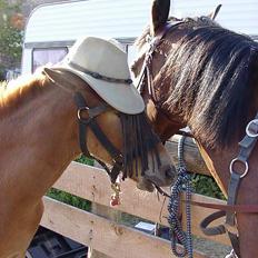 Anden særlig race Karim
