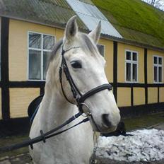 Anden særlig race Cisco