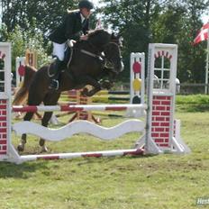 Hollandsk Sportspony Hotse 