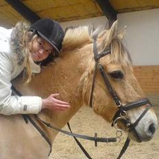 Fjordhest NapoleonSOOLGT