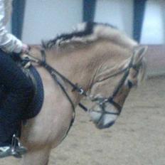 Fjordhest NapoleonSOOLGT