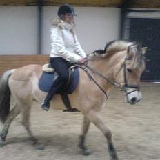 Fjordhest NapoleonSOOLGT