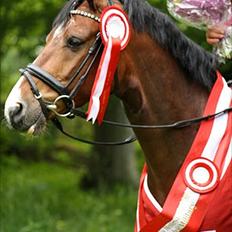 DSP Toftegårdens Alcazar A-po