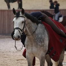 Holstener Clinton * Solgt*