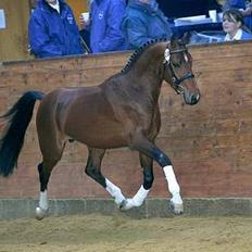 Hollandsk Sportspony Westminster Bailey