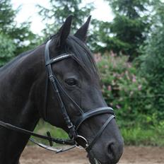 Anden særlig race Charly *solgt*