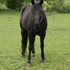 Anden særlig race Charly *solgt*
