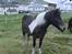Færøsk hest Blanka [Haft i pleje] - Smukke :) | 13-08-2007