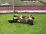 Færøsk hest Blanka [Haft i pleje] - Rullepølse ;b | 27-05-2007