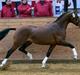 Hollandsk Sportspony Westminster Bailey