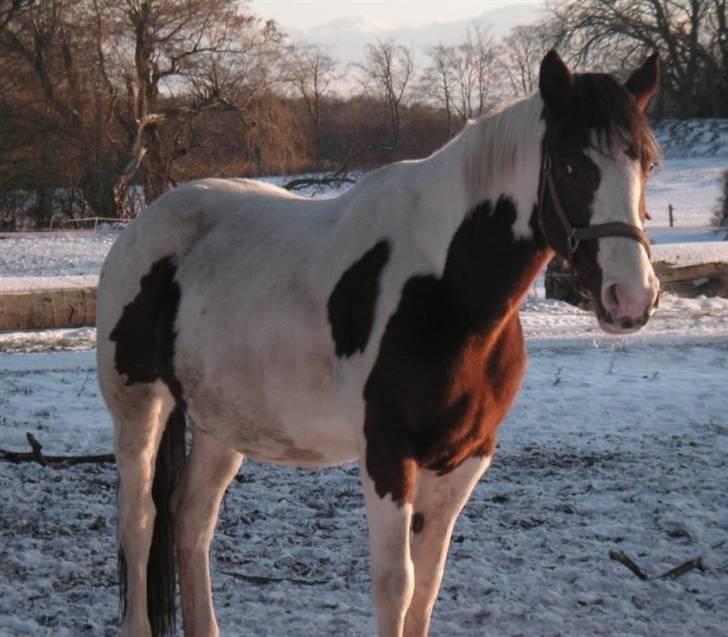 Pinto Chopstick R.I.P billede 1