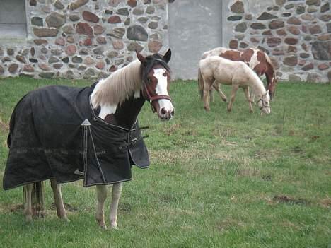 Pinto Chopstick R.I.P billede 2