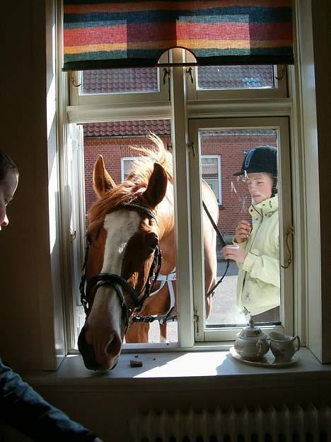 Frederiksborg Juvel Tågerup AVLSHINGST - Vindueskiggeren Juvel  billede 10