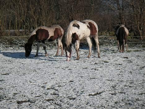 Pinto Chopstick R.I.P billede 3