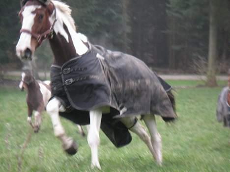 Pinto Chopstick R.I.P billede 4