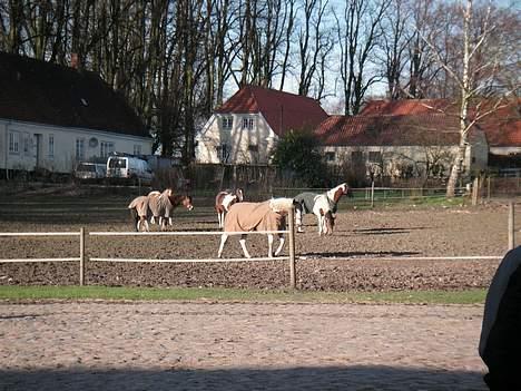 Pinto Chopstick R.I.P - hende med det brune dækken billede 5
