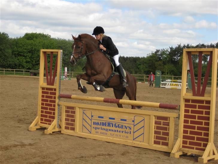 New Forest Stormonts LatinoSOLGT:' ( - Vestbirk LA spring Taget af Emma billede 2