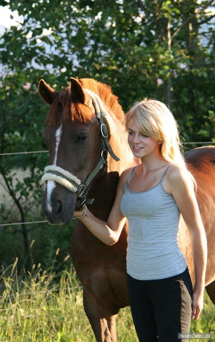 New Forest Stormonts LatinoSOLGT:' ( - Smukke Latino og jeg. Taget af Line billede 3