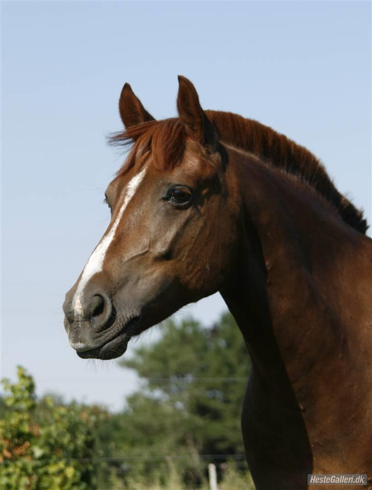 New Forest Stormonts LatinoSOLGT:' ( - Smukke Tino. Taget af Line billede 4