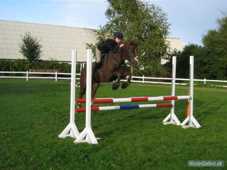 New Forest Stormonts LatinoSOLGT:' ( - Spring træning billede 6