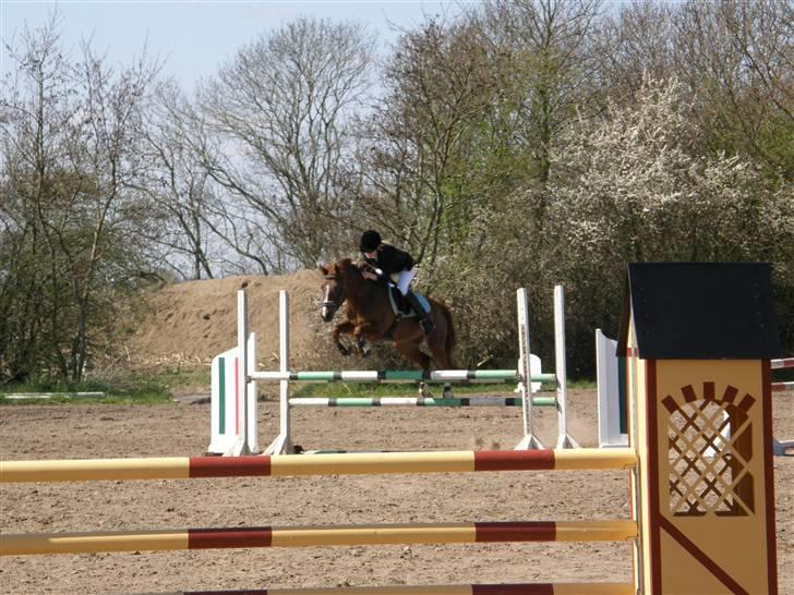 New Forest Stormonts LatinoSOLGT:' ( - Vores første MB, han var kanon! og sprang bare:D! billede 7