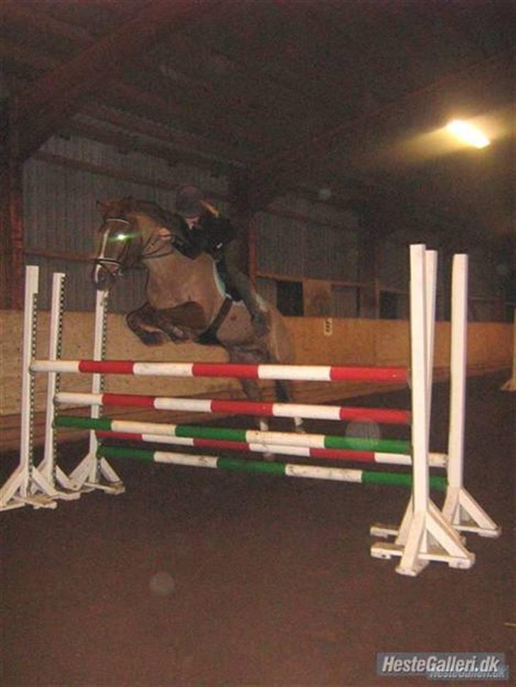 New Forest Stormonts LatinoSOLGT:' ( - Træning 120 cm billede 8