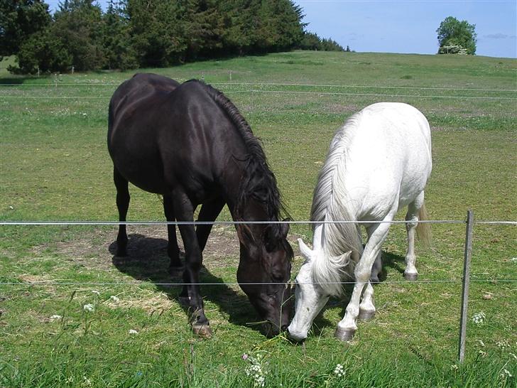 Connemara Bounty - En lille hygge-snack sammen med hans bedste veninde Electra :) billede 14