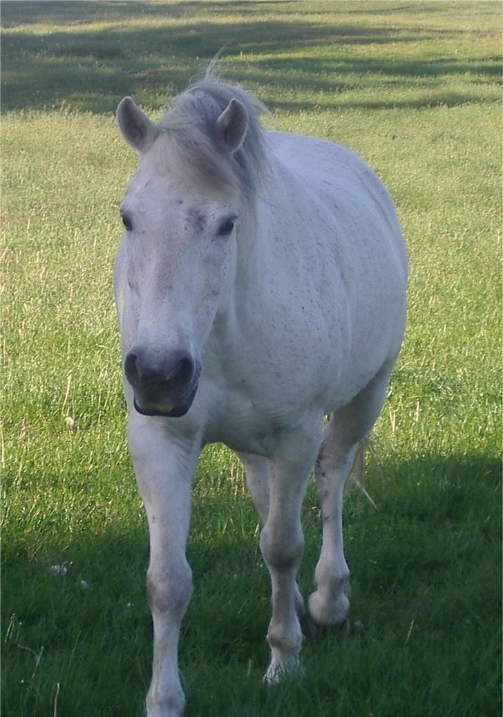 Connemara Bounty billede 15