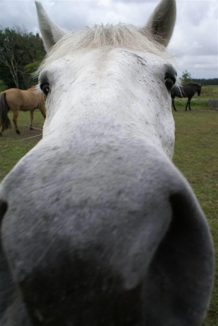 Connemara Bounty billede 16