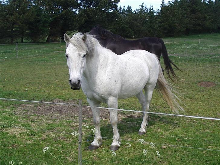 Connemara Bounty billede 17