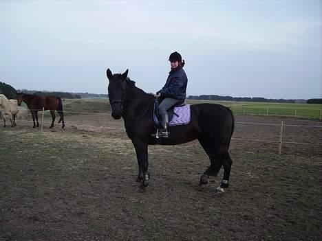 Anden særlig race Majsens Tequila. R.I.P. billede 6