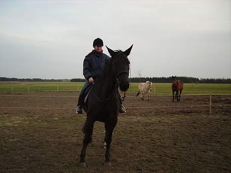 Anden særlig race Majsens Tequila. R.I.P. billede 7