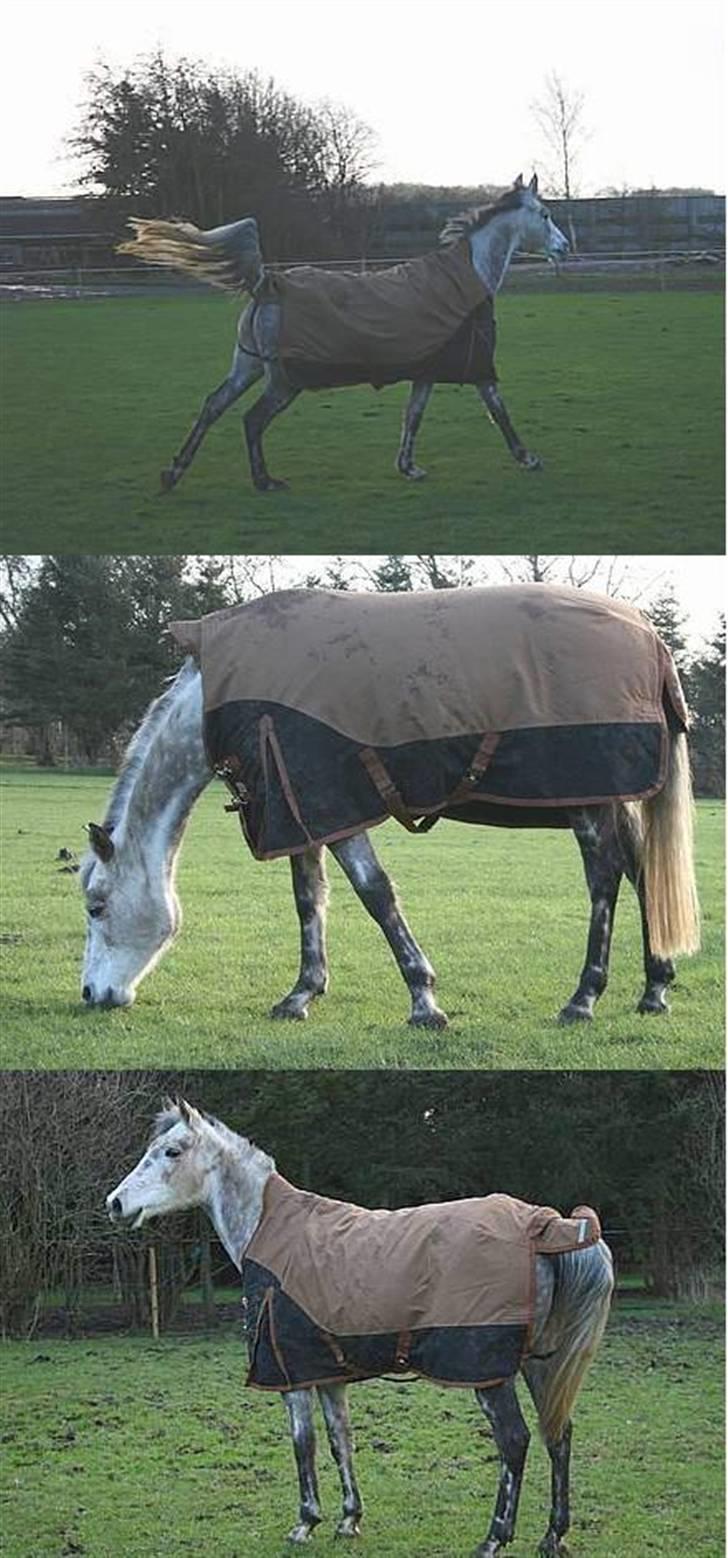 Anden særlig race Tamara *UDLÅNT* - Her er Tamara så lige blevet lukket på, så der ska afreageres .. Smil ... billede 4