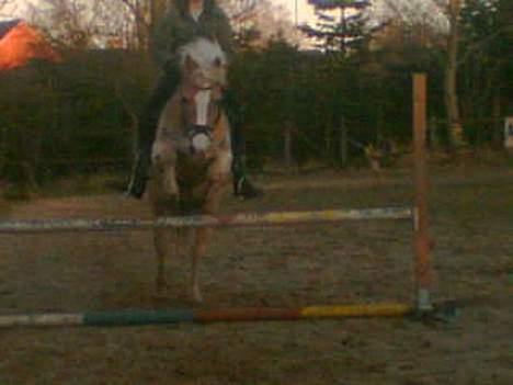Haflinger Felix billede 11