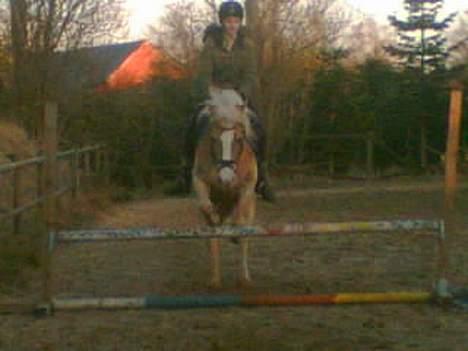 Haflinger Felix billede 12