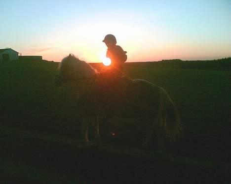 Haflinger Felix billede 13