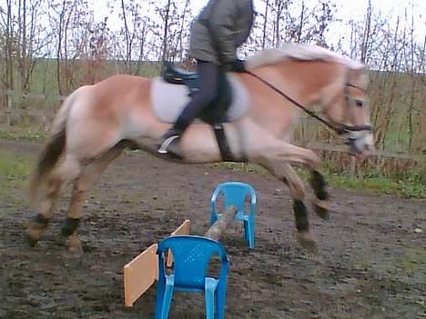 Haflinger Felix billede 14